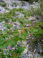 Bauhinia lunarioides
