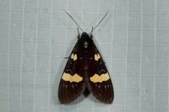 Scrobigera hesperioides