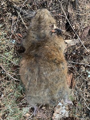 Aplodontia rufa olympica