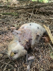 Aplodontia rufa olympica