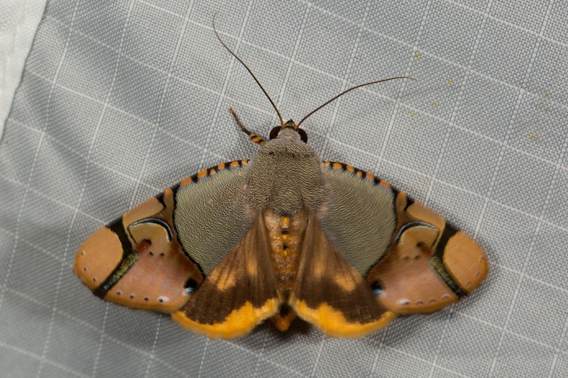 Ramadasa fumipennis