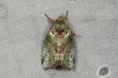 Stenoloba nigrabasalis