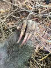 Aplodontia rufa olympica