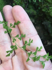 Lindsaea microphylla