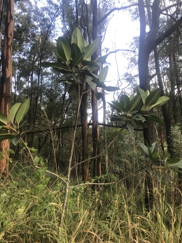 Ficus elastica