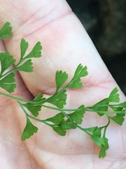 Lindsaea microphylla