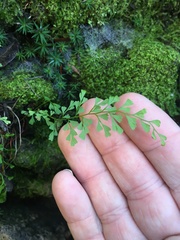 Lindsaea microphylla