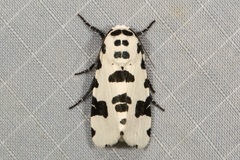 Clethrorasa pilcheri