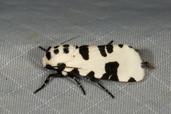 Clethrorasa pilcheri