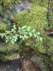 Lindsaea microphylla
