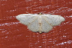 Idaea sakuraii