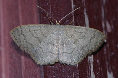 Scopula plumbearia