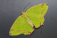 Agathia lycaenaria
