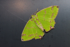 Agathia lycaenaria