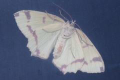 Agathia lycaenaria