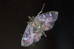 Herpetogramma luctuosalis