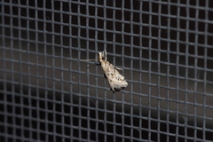 Microchilo inexpectellus