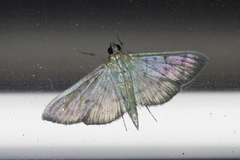 Herpetogramma yaeyamense