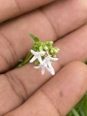 Stenaria nigricans
