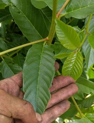 Frangula californica californica