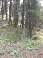 Juniperus occidentalis