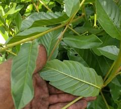 Frangula californica californica