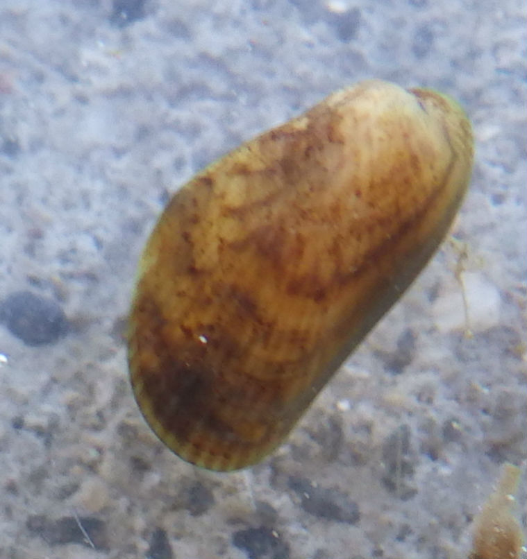 Asian Date Mussel from Alameda, California, United States on August 30 ...