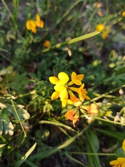Lotus corniculatus