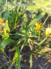 Lotus corniculatus
