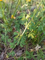 Lotus corniculatus