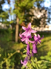 Campanula rapunculoides