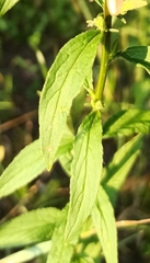 Campanula rapunculoides