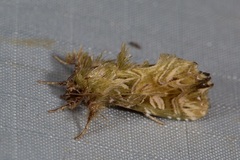 Callopistria ludovici