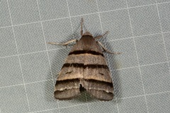 Flammona quadrifasciata