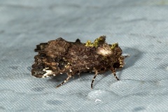 Callopistria leucobasis