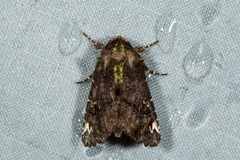 Callopistria leucobasis