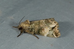 Antitrisuloides catocalina