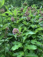 Asclepias syriaca