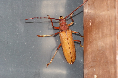 Subspecies Spinimegopis nipponica okinawana · iNaturalist