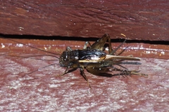 Pteronemobius indicus