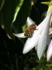 Apis mellifera