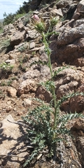 Cirsium arizonicum arizonicum