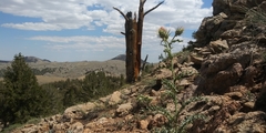 Cirsium arizonicum arizonicum
