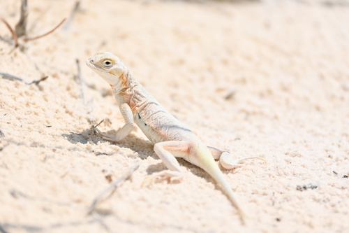 Western Earless Lizard