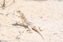 Lesser Earless Lizard photo 2