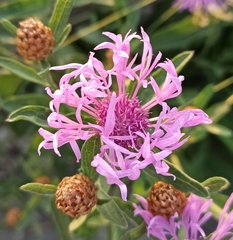 Centaurea jacea