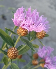Centaurea jacea