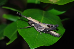 Traulia ornata okinawaensis
