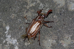 Polyphylla schoenfeldti