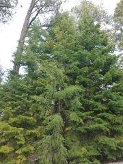 Pseudotsuga menziesii glauca